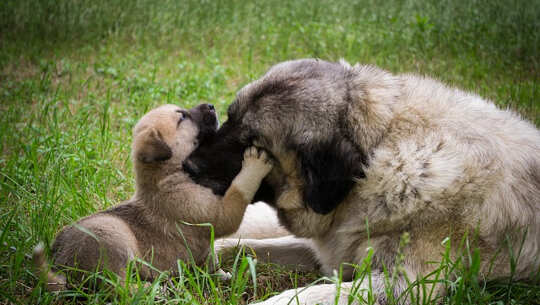Learning The Art of Non-Violence and of Dog Training image of a dog and puppy touching noses